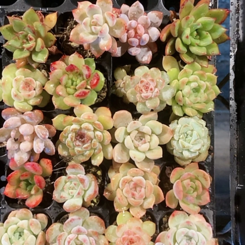 【闪购商品】多肉植物 杂交精品042