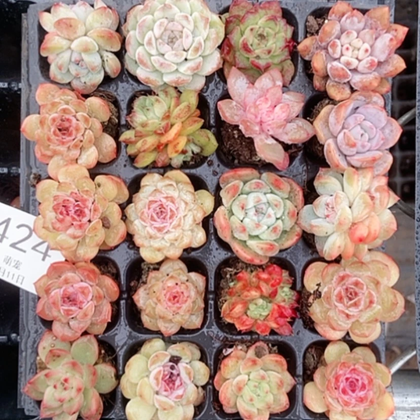 【闪购商品】精品杂交0424