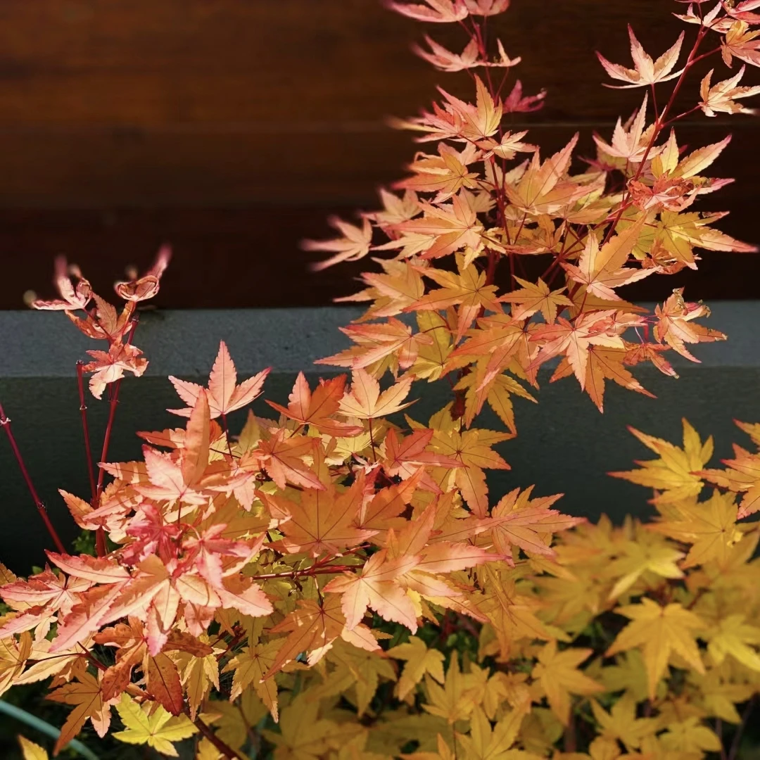 各个不同品种彩叶枫树品种庭院别墅地景红枫以及枫树盆栽阳台种植