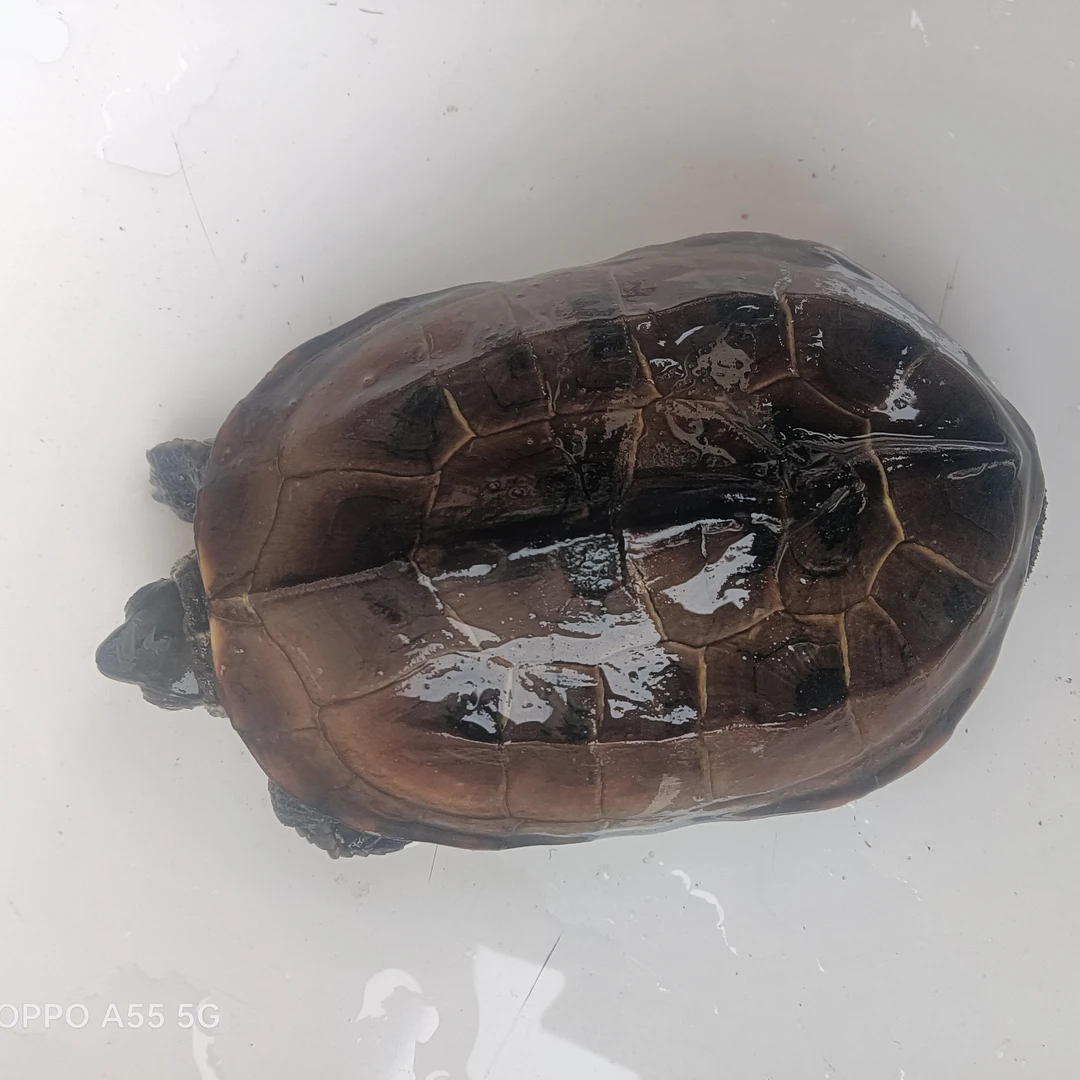 中华草龟(直播选龟)全程外塘生态人工饲养 萌宠好养活  (放生龟)