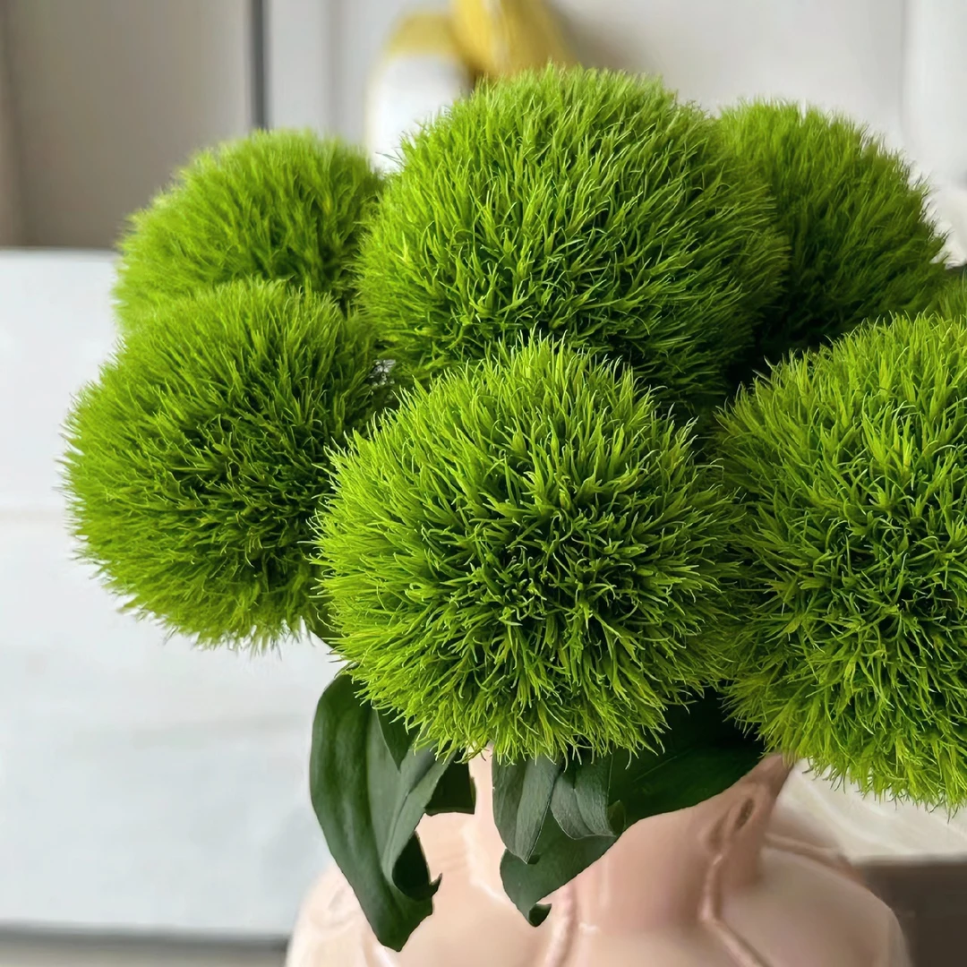 【绿毛球】石竹球 鲜切花 毛茸茸 治愈 可爱 憨态可掬