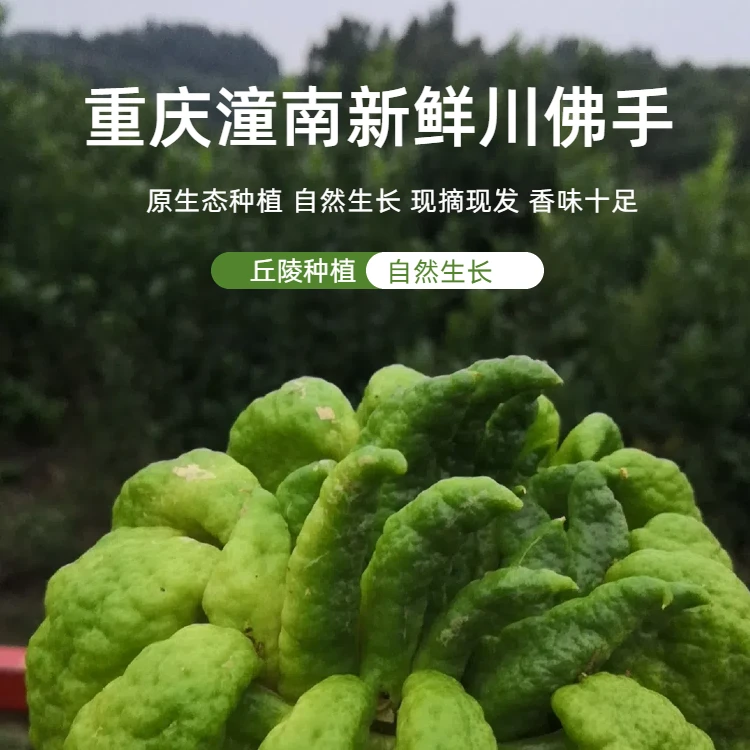 川佛手自营大基地直发观赏把玩闻香清供泡茶泡酒净气熬膏食用新鲜