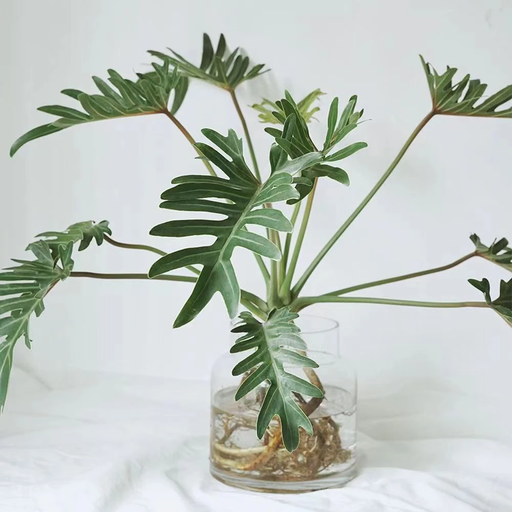 小天使蔓绿绒老桩盆栽室内办公四季常青家居摆件净化空气好看好养