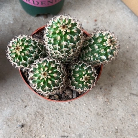 毛*球折磨虾45677788