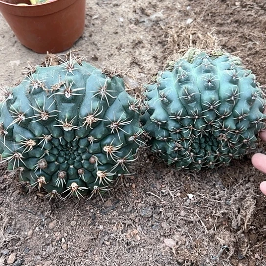 爱**岸实生绯花玉2颗567778