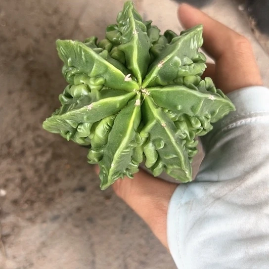 ꧁****꧂实生鸾567788