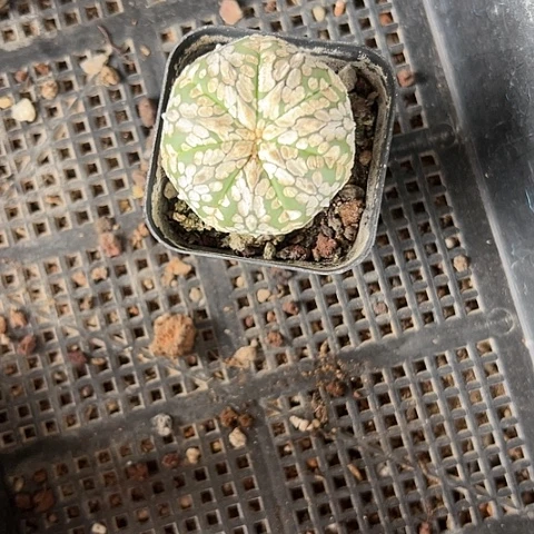 芬**华兜456788888