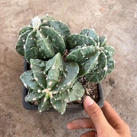 S****e实生鸾3头4677788