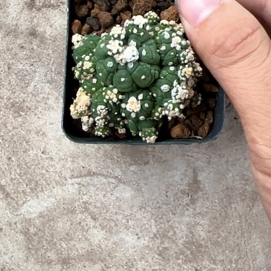 A***n实生悟空兜石化4677