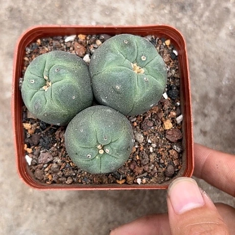娟*实生草球3头456778
