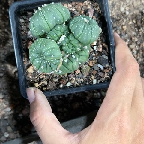 逍***枚自根兜4567788