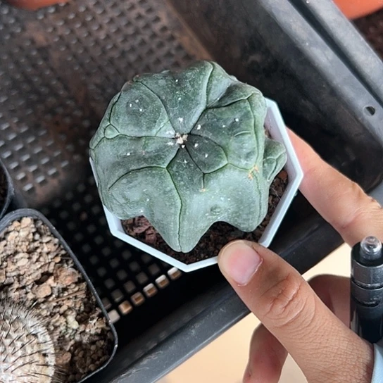 小*干实生海星兜5677888