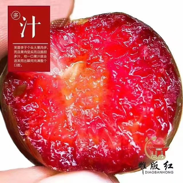 顺丰包邮福建芙蓉李皮薄肉厚酸甜多汁爽口新鲜采摘产地直发3/5斤