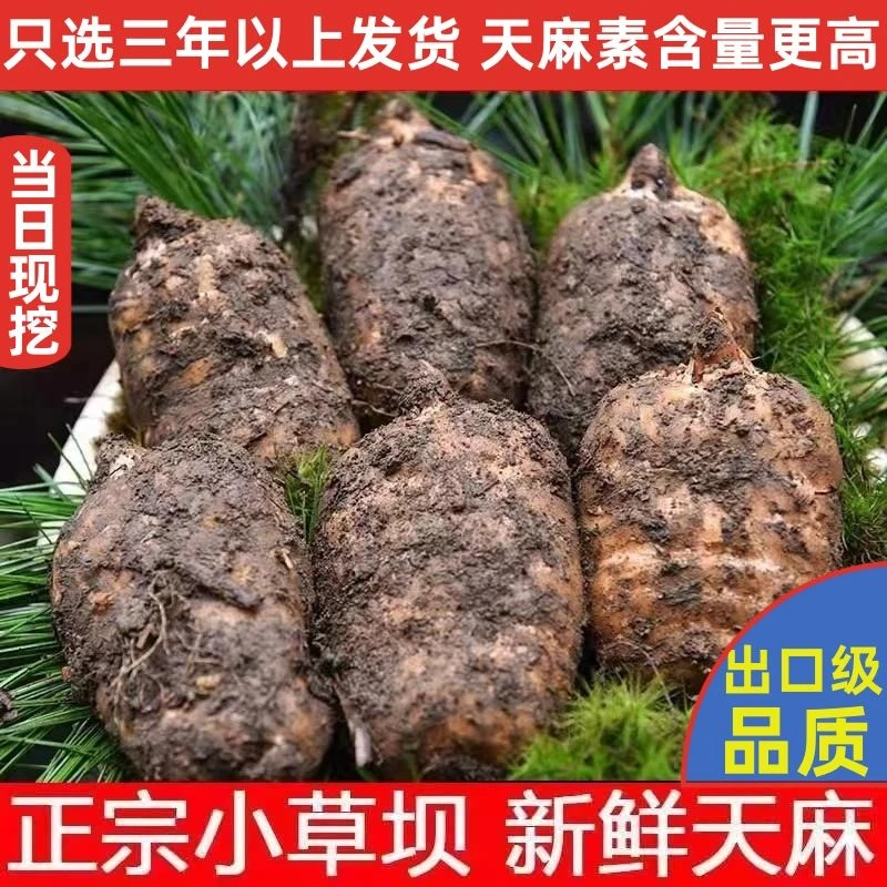 云南昭通小草坝天然新鲜活天麻个头饱满