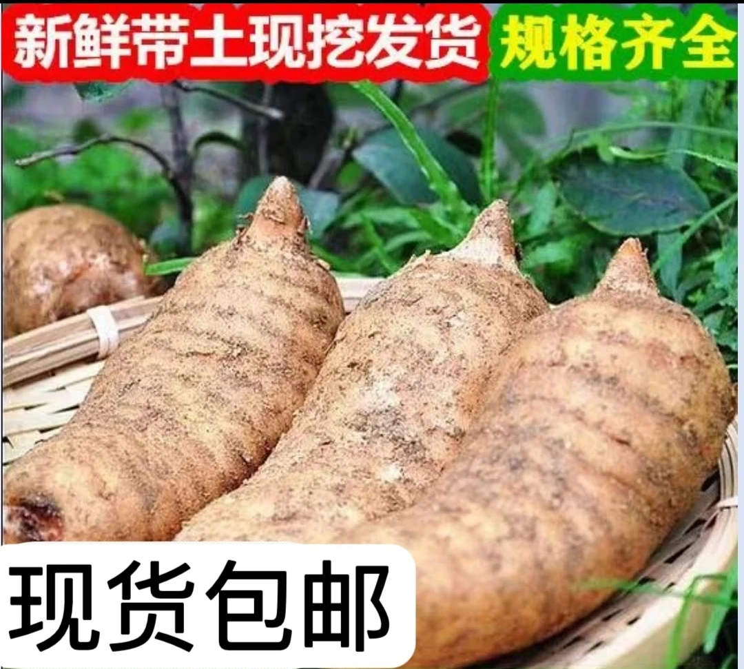 云宗南昭通小草坝新鲜仿野种植新鲜活天麻炖鸡汤鲜货