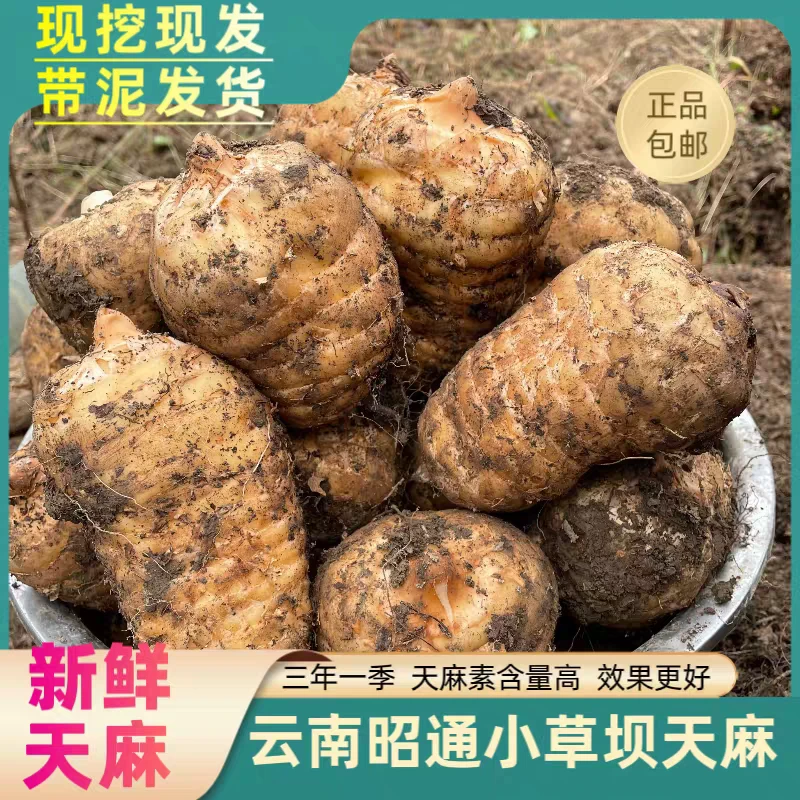 [新鲜天麻]正宗昭通小草坝新鲜活天麻先挖现挖现发带土发货泡酒