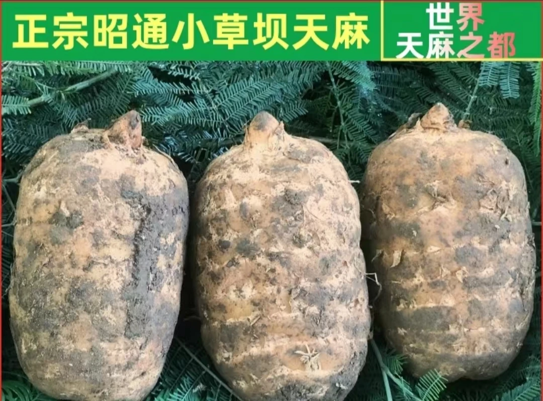 [新鲜天麻]正宗昭通小草坝新鲜活天麻先挖现挖现发带土发货熬粥