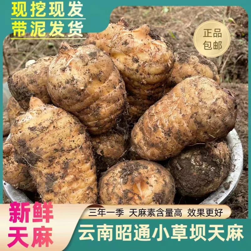 正宗云南小草坝天麻新鲜活天麻