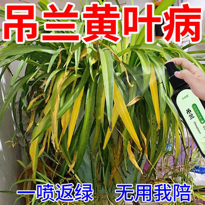 【黄叶急用】吊兰营养液叶子发黄枯萎烂根催绿生根免稀释专用肥料