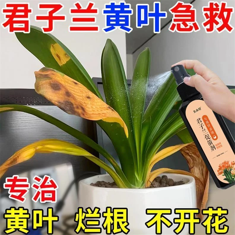 君子兰营养液专用肥急救叶子发黄烂叶烂根促箭剂催花免稀释液体肥