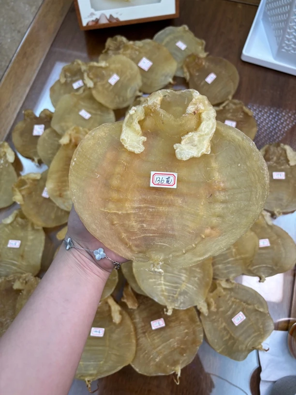 广东鱼胶 金兰大耳赤嘴母约95克～134克 1-500g头数以直播称重