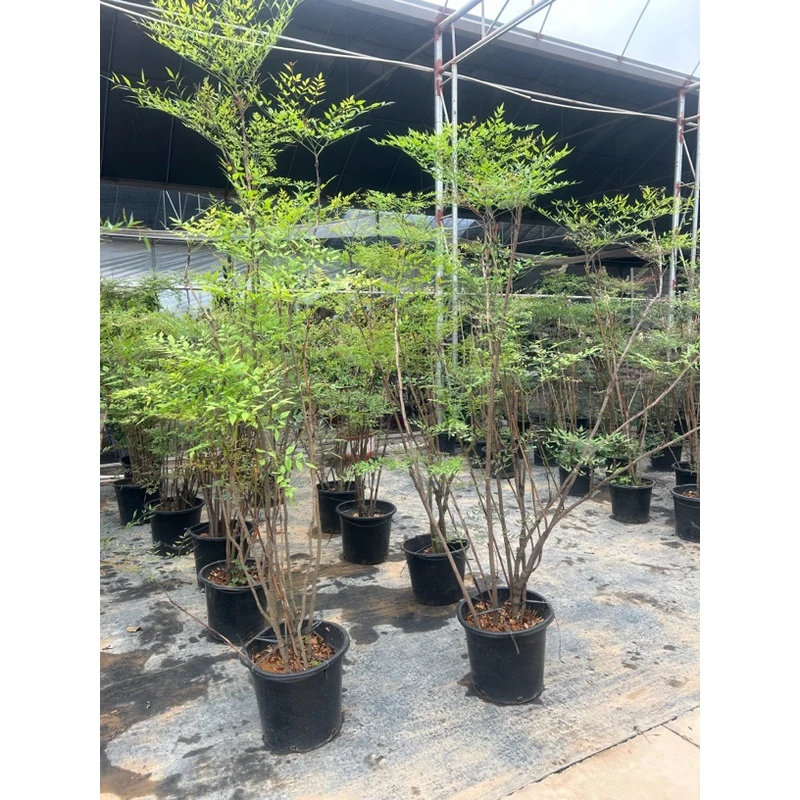 水培植物火焰南天竹懒人花卉2024客厅大型绿植