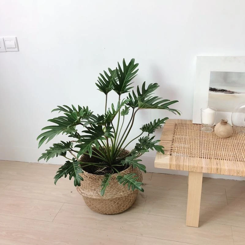 植物私生活|小天使蔓绿绒仙羽观叶绿植水培盆栽玻璃花瓶