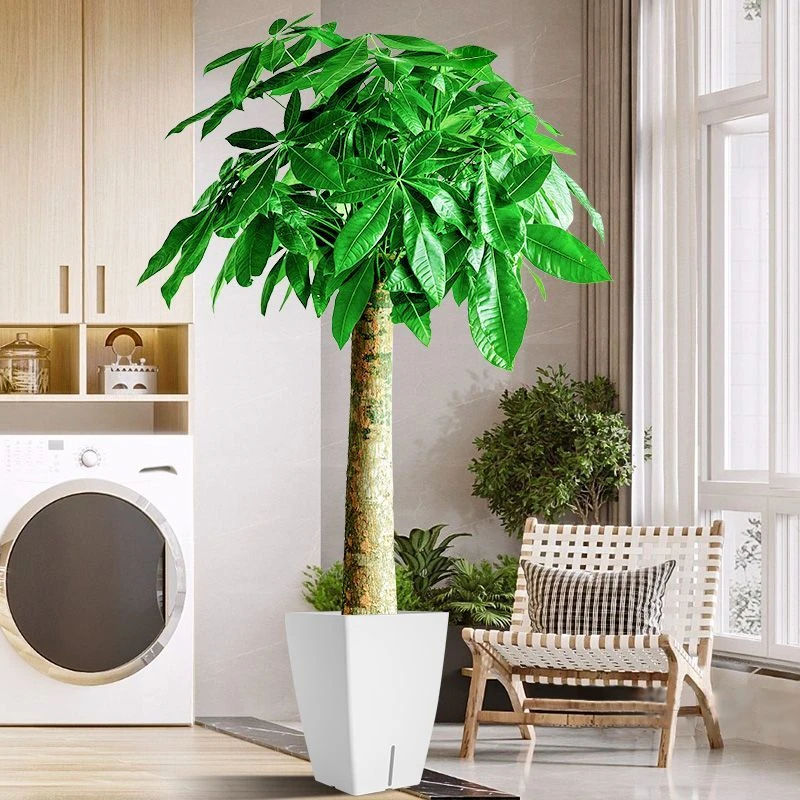 发财树开业乔迁送礼好养易活吸甲醛办公室客厅大型绿植步步高