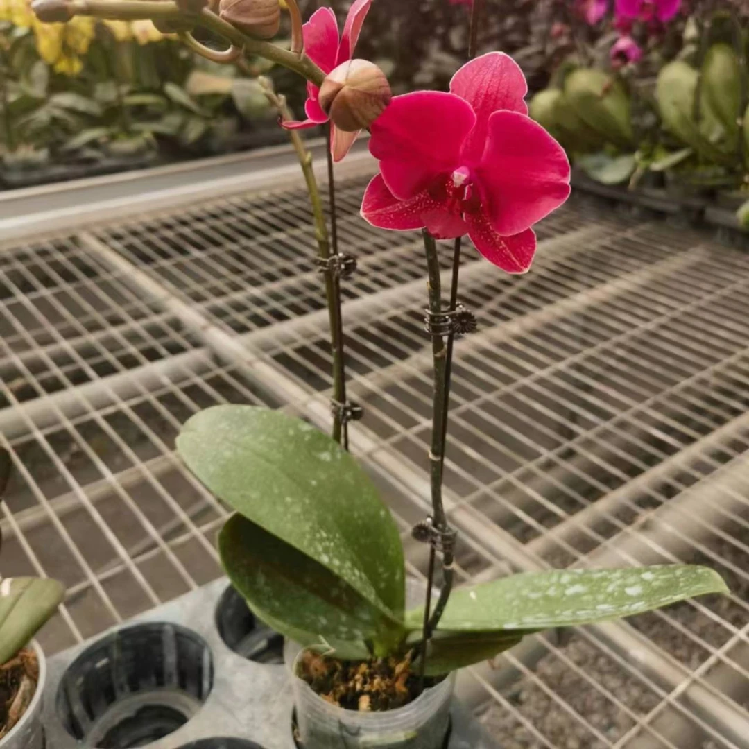 蝴蝶兰    一物一拍荷兰安祖蒙特勒