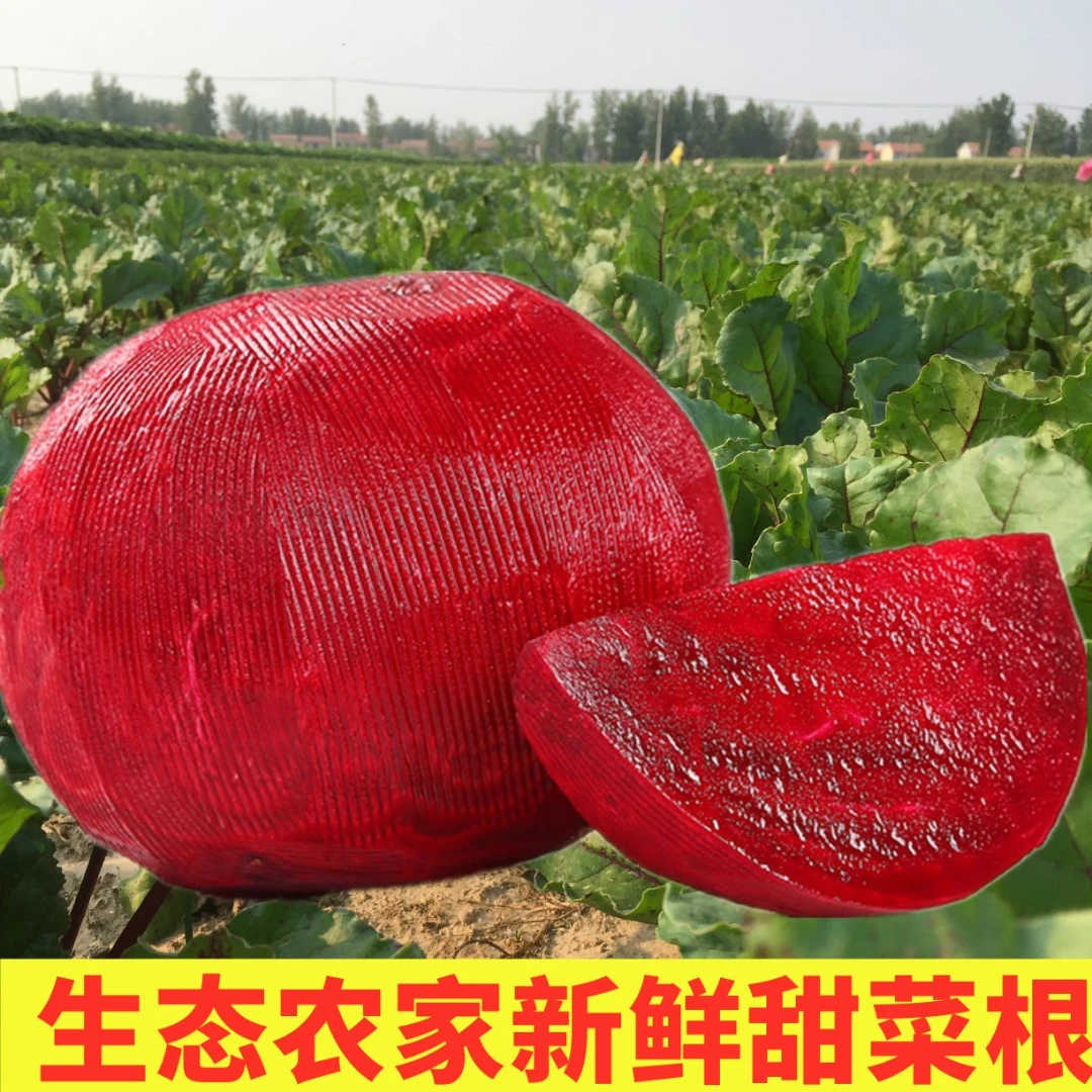 新鲜甜菜根红菜头火焰菜现挖发货3斤特惠包邮有机肥种植
