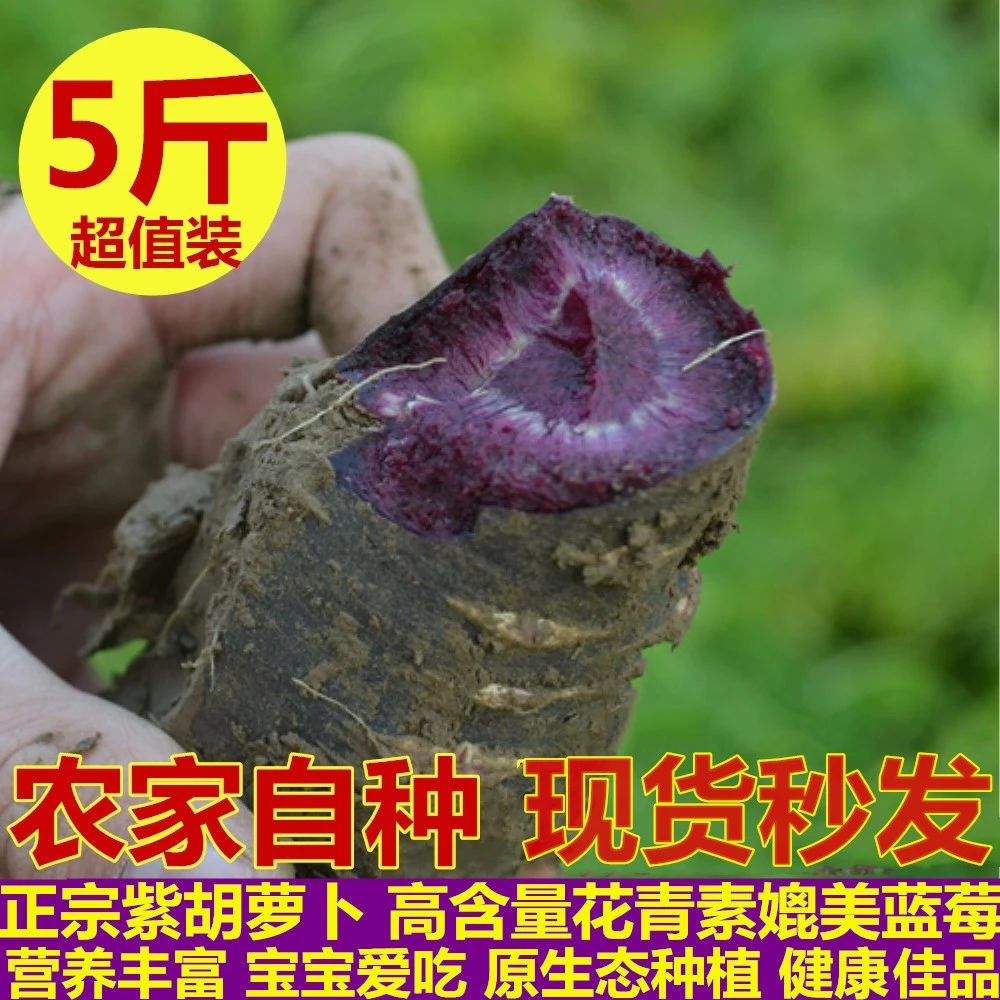 苏农嫂新鲜紫胡萝卜花青素甜脆水果萝卜宝宝辅食黑胡萝卜精选5斤
