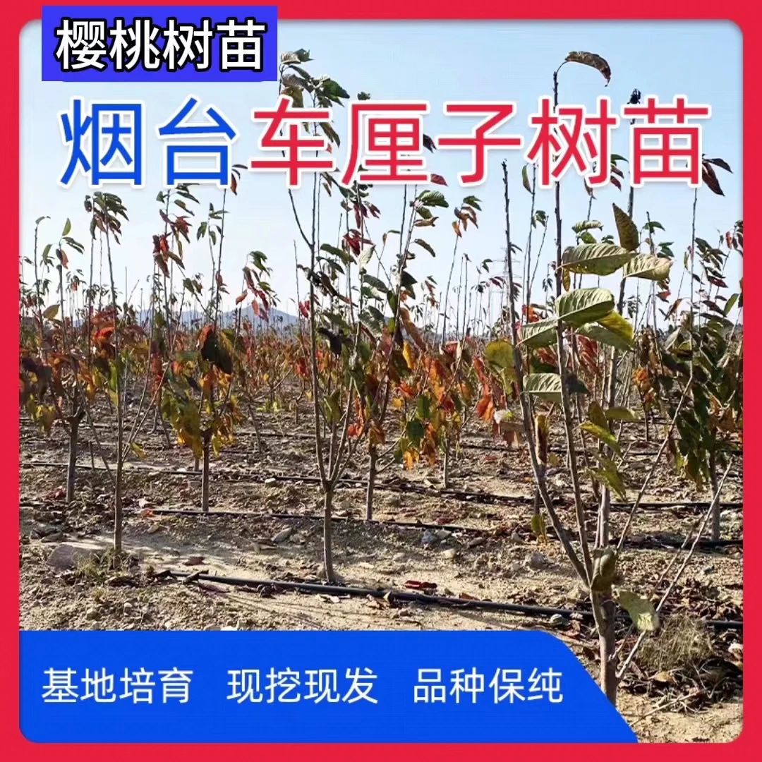 3厘米粗正宗车厘子大樱桃苗木适宜南方北方盆栽地栽种植