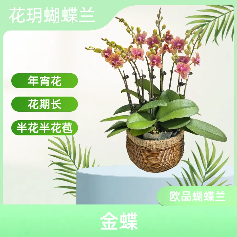 【金蝶】花玥欧品蝴蝶兰 年宵花 室内精品观赏花卉组盆 半花半花