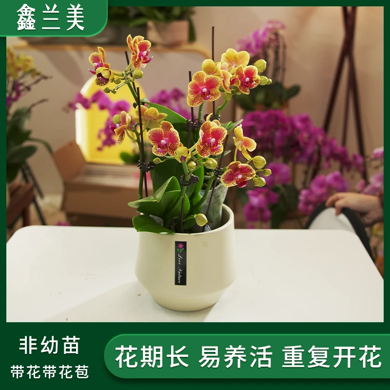 【小猴子】蝴蝶兰 3.0寸杯 多花剑 小猴子 斑点花瓣 桌面观赏花卉