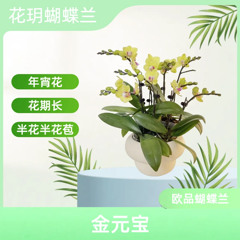 【金元宝】花玥 进口欧品蝴蝶兰 室内精品观赏花卉盆栽 半花半花