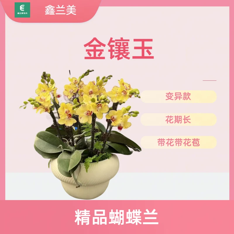 D【金镶玉】进口欧品蝴蝶兰 特殊变异款 室内精品观赏花卉组盆 真花