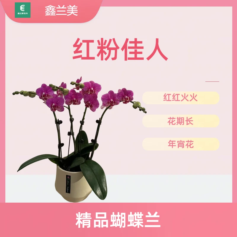 D【红粉佳人】进口欧品蝴蝶兰 红色年宵花 室内精品观赏花卉真花组