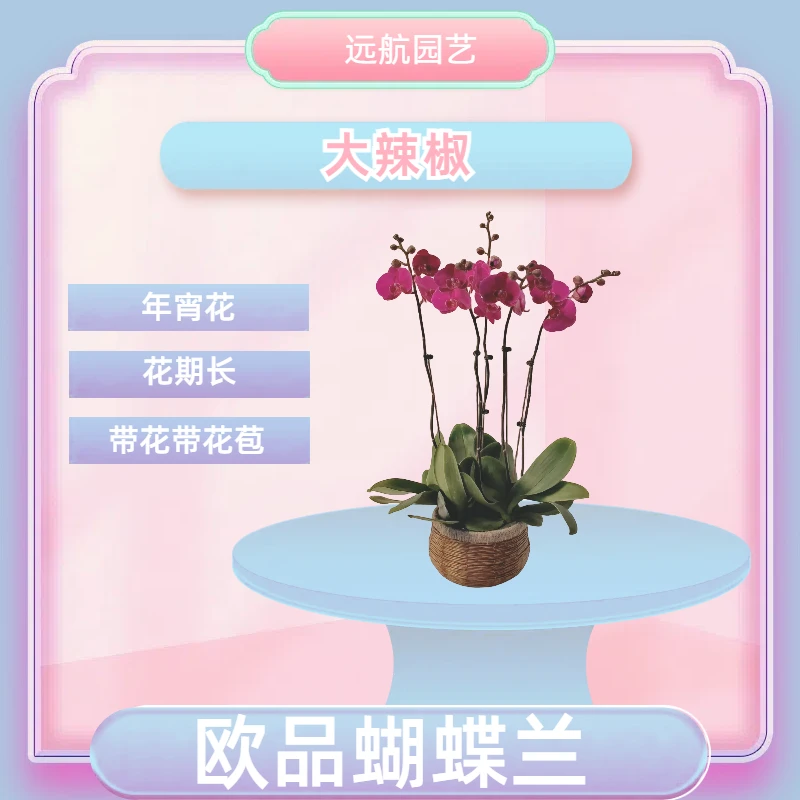 【大辣椒】进口欧品蝴蝶兰 红色年宵花 室内精品观赏花卉 半开花