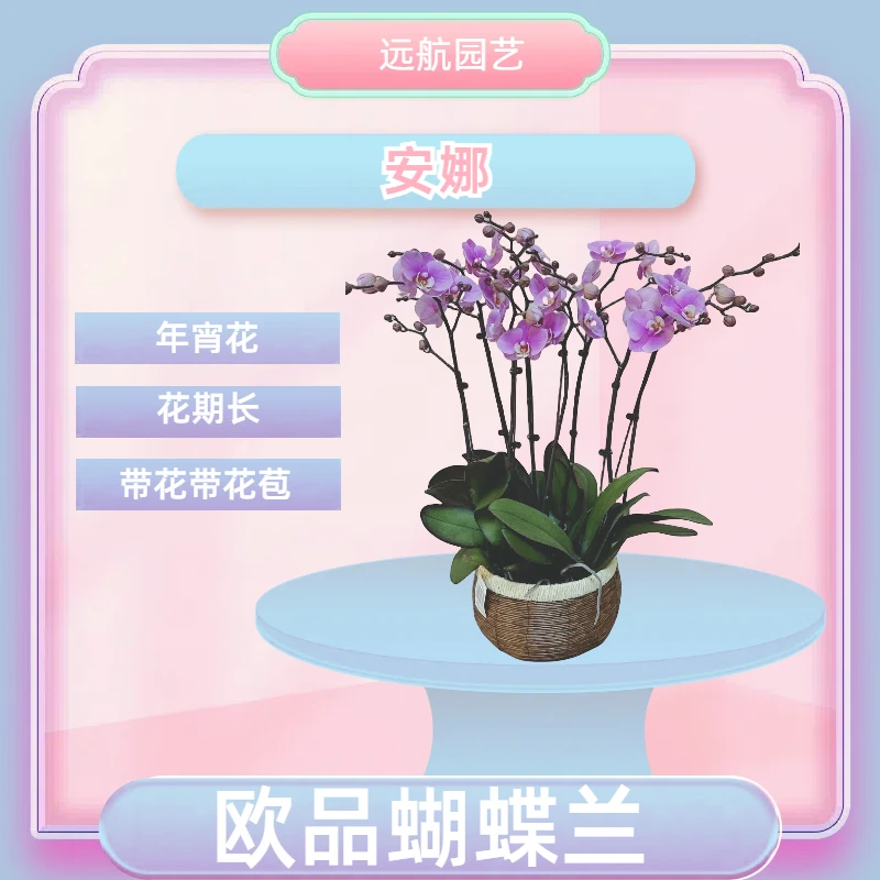 【安娜】进口欧品蝴蝶兰 粉色大花型 室内精品观赏花卉组盆  真花