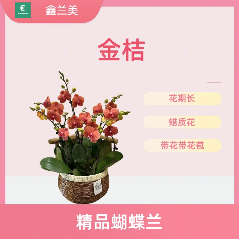 D【金桔】进口欧品蝴蝶兰 金桔花瓣 中大型花 观赏花卉