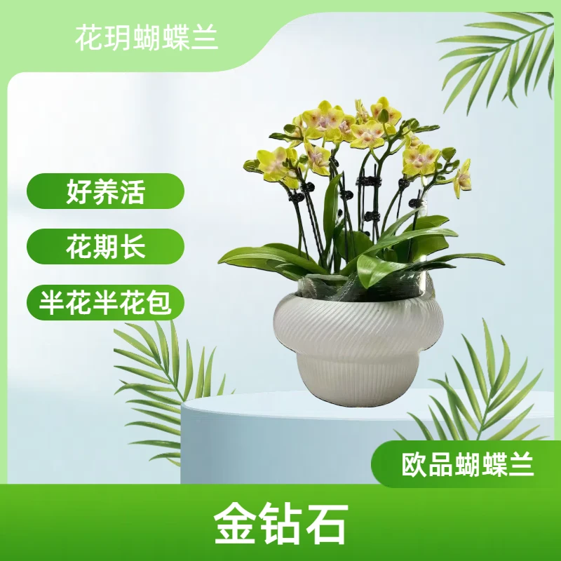 【金钻石】花玥 进口欧品蝴蝶兰 金色中小花 室内精品观赏花卉组盆