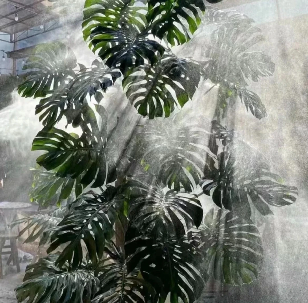 【买一发二】龟背竹80-100公分水培观赏绿植盆栽室内吸甲醛