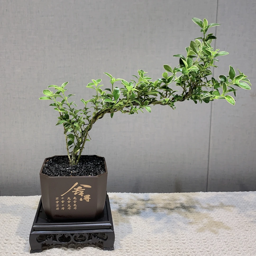 六月雪悬崖造型好养盆景植物办公室内绿植小盆栽中式吸甲醛
