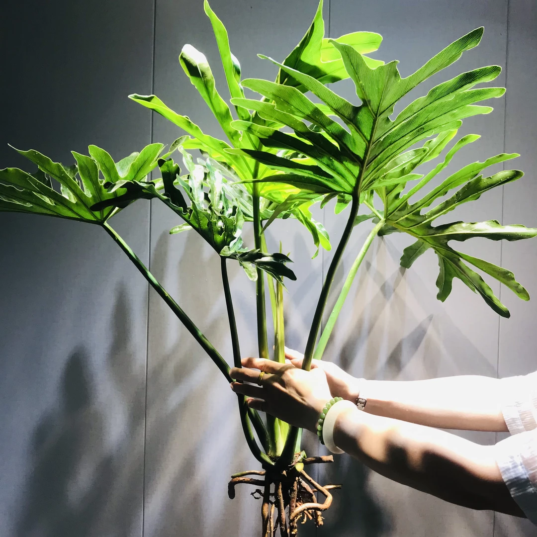 【70-80CM】龙鳞春羽水培绿植室内客厅高级感觉