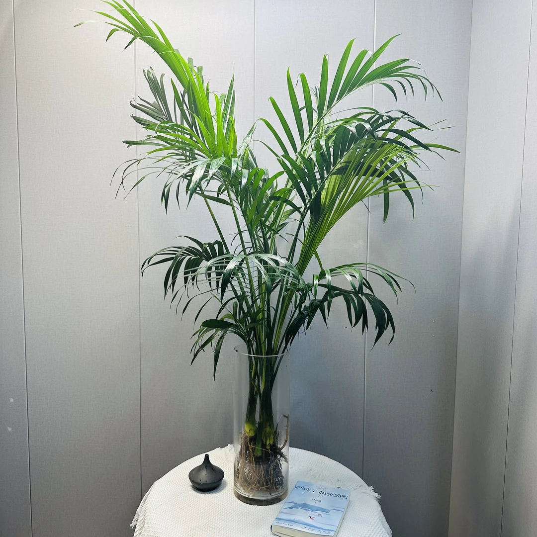富贵椰子水培绿植凤尾竹大型散尾葵好室内盆栽养净化空气