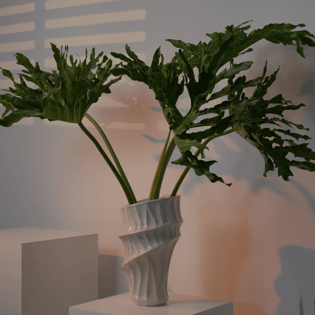 【60-70CM】春羽水培绿植净化吸收异味室内吸甲醛