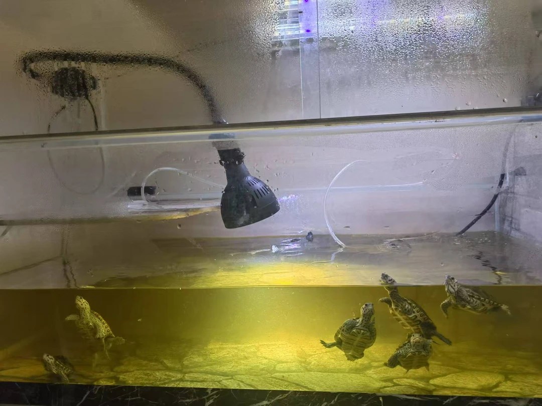 全光谱鱼缸爆藻灯泡鱼缸灯原生水草缸植物led补光灯