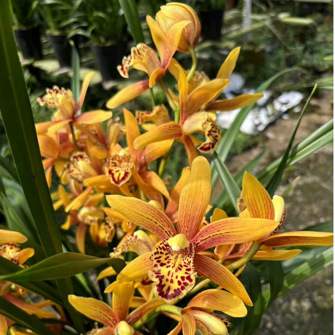 蕙兰 【东方美人】礼品花卉室内盆栽高端绿植