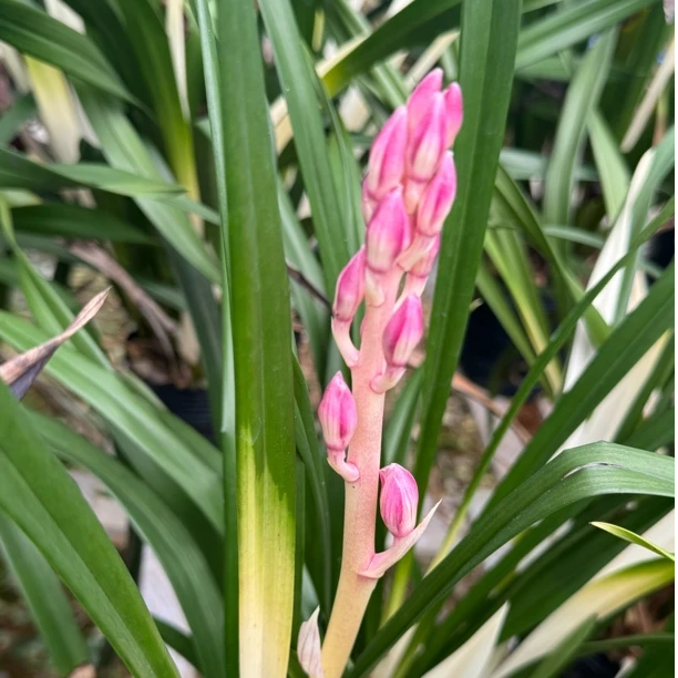 蕙兰【梦香妃】浓香型 绿植盆栽