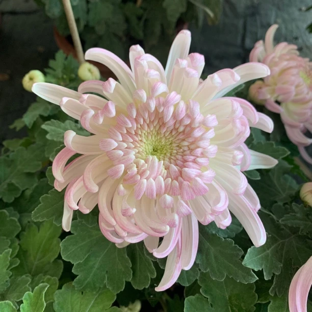 【琳妹妹】壮苗一物一拍，原盆原土发货